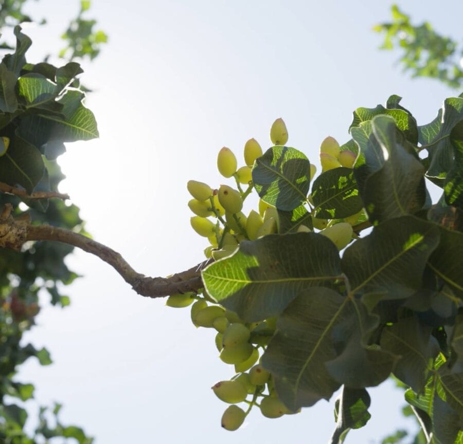branch of a pistachio tree on a california pistachio farm nichols farms