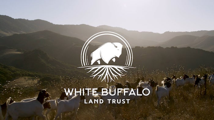 white buffalo land trust logo over an image of sheep walking in the hills