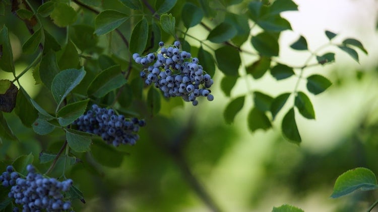 Western Blue Elderberries fruiting as part of the Elderberry Project